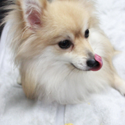 「もぐもぐ」【ペット用花かつおモニター】ねこちゃん・わんちゃんのかわいいお顔、みーせて♡の投稿画像