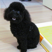 「顔出しＯＫです！」【ペット用花かつおモニター】ねこちゃん・わんちゃんのかわいいお顔、みーせて♡の投稿画像