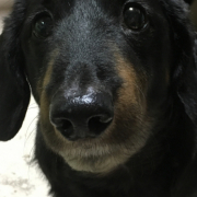 「おすましポーズ」【ペット用花かつおモニター】ねこちゃん・わんちゃんのかわいいお顔、みーせて♡の投稿画像