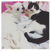 「13歳と8歳」【ペット用花かつおモニター】ねこちゃん・わんちゃんのかわいいお顔、みーせて♡の投稿画像