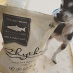 Healthy dog food🐾🐟🐟.オメガ 3脂肪酸が豊富な&rdquo;Rhythm&rdquo;🍽大好きな愛犬の健康のために🐶💗💗#fanimal #ファニマル #リズム #リズムヘルシーウェイト #&hellip;のInstagram画像