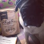 #ぱぐ #ぱぐすたぐらむ #pug #はなぺちゃ犬 #pugstagram #パグライフ #fanimal #ファニマル #リズム #リズムヘルシーウェイト #monipla #fanimal_fan&hellip;のInstagram画像