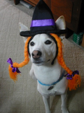 ハロウィンの魔女