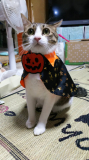 初めてのハロウィン