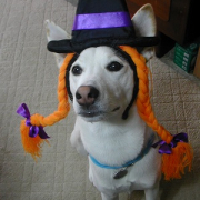 「ハロウィンの魔女」【猫犬飼い主さま限定企画】ねこちゃん・わんちゃんも一緒にハロウィンを楽しもう♪の投稿画像