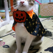 「初めてのハロウィン」【猫犬飼い主さま限定企画】ねこちゃん・わんちゃんも一緒にハロウィンを楽しもう♪の投稿画像