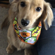 「ハッピーハロウィン」【猫犬飼い主さま限定企画】ねこちゃん・わんちゃんも一緒にハロウィンを楽しもう♪の投稿画像