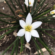 「クロッカス」【5名様】プルプルリップモニターキャンペーン♪の投稿画像