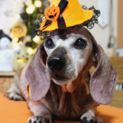 「15歳のハロウィン♪」【猫犬飼い主さま限定企画】ねこちゃん・わんちゃんも一緒にハロウィンを楽しもう♪の投稿画像