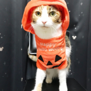「ハロウィーン」【猫犬飼い主さま限定企画】ねこちゃん・わんちゃんも一緒にハロウィンを楽しもう♪の投稿画像