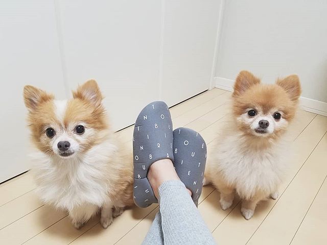 口コミ投稿：ふくが来てヤキモチ妬いてるかんこては、私の足元をウロウロ🙈もっと愛情注ぐからね❤#…