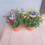 ハロウィンマムハロウィンに、咲くガーデンマムゴールデンムーンジャックオーランタンこまめに水やり徐々にお花が咲いてきました！満開までもう少しです。可愛いですね。&hellip;のInstagram画像