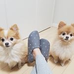 ふくが来てヤキモチ妬いてるかんこては、私の足元をウロウロ🙈もっと愛情注ぐからね❤#ポメチー#ポメチワ#チワラニアン#チワプー#ちわぷー#プーチー#ポメラニアン#チワワ#トイプー&hellip;のInstagram画像