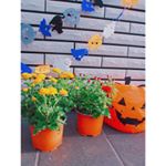 ハロウィンの時期に咲くお花ハロウィンマムイエローは「ゴールデンムーン」オレンジは「ジャックオーランタン」とかわいいネーミング♡とうとう満開にはならなかったけど、、上手に育てればカボ&hellip;のInstagram画像
