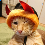 「小悪魔ウィンク★」【猫犬飼い主さま限定企画】ねこちゃん・わんちゃんも一緒にハロウィンを楽しもう♪の投稿画像
