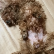 「ぐでー」【猫犬飼い主さま限定企画】ねこちゃん・わんちゃんも一緒にハロウィンを楽しもう♪の投稿画像