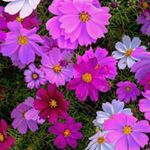 この前、コスモスを見てきました！とても綺麗だった🌟.気になるネイルの柄は108 スパークルパープル💗.このコスモスも108番に似た良い色をしている&hellip;&hellip;💗💗.#NAI&hellip;のInstagram画像