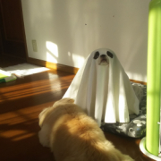 「おばけとデビル」【猫犬飼い主さま限定企画】ねこちゃん・わんちゃんも一緒にハロウィンを楽しもう♪の投稿画像