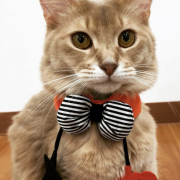 「よろしくお願いします」【猫犬飼い主さま限定企画】ねこちゃん・わんちゃんも一緒にハロウィンを楽しもう♪の投稿画像