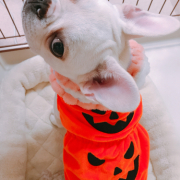 「初ハロウィン」【猫犬飼い主さま限定企画】ねこちゃん・わんちゃんも一緒にハロウィンを楽しもう♪の投稿画像