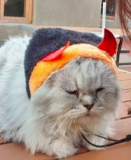 「顔出しＯＫです！」の画像（1枚目）