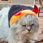 「顔出しＯＫです！」【猫犬飼い主さま限定企画】ねこちゃん・わんちゃんも一緒にハロウィンを楽しもう♪の投稿画像