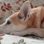 「眠そう( ´艸｀)」DOGSTANCE鹿肉ライト　長期（1カ月）ダイエットモニター5名様大募集の投稿画像