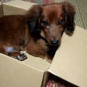 「ダイエットしたいです。」DOGSTANCE鹿肉ライト　長期（1カ月）ダイエットモニター5名様大募集の投稿画像