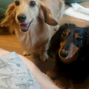 「シニアだからこそ体健康に」DOGSTANCE鹿肉ライト　長期（1カ月）ダイエットモニター5名様大募集の投稿画像