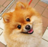 「愛犬のめるちゃんです♩」の画像（2枚目）