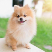 「愛犬のめるちゃんです♩」DOGSTANCE鹿肉ライト　長期（1カ月）ダイエットモニター5名様大募集の投稿画像