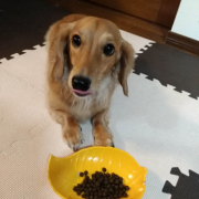 「美味しいものくれるならいつまで待つよ」DOGSTANCE鹿肉ライト　長期（1カ月）ダイエットモニター5名様大募集の投稿画像