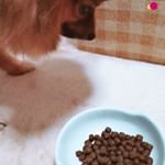 #fanima #ファニマル #リズムウェイトコントロール #monipla #fanimal_fanのInstagram画像