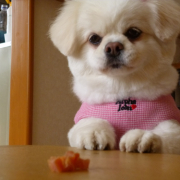 「よろしくお願いします」DOGSTANCE鹿肉ライト　長期（1カ月）ダイエットモニター5名様大募集の投稿画像