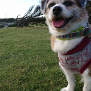 「ダイエットして、足腰の負担を減らせるように頑張ります！」DOGSTANCE鹿肉ライト　長期（1カ月）ダイエットモニター5名様大募集の投稿画像