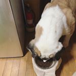 モニターでドッグフードRhythmをいただいたP太。オメガ3とか入ってる健康的なフードで、人間としては鯉の餌を思わず思い出す匂いだったんですが、P太はすごく美味しそうに食べました。食べ終わったあとも舌&hellip;のInstagram画像