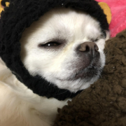 「愛犬」DOGSTANCE鹿肉ライト　長期（1カ月）ダイエットモニター5名様大募集の投稿画像