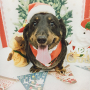 「一足お先に」DOGSTANCE鹿肉ライト　長期（1カ月）ダイエットモニター5名様大募集の投稿画像