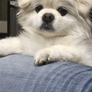 「我が家の愛犬です。」DOGSTANCE鹿肉ライト　長期（1カ月）ダイエットモニター5名様大募集の投稿画像