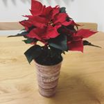 ポインセチア+ saxiaの長期モニターに当選しました❤️ちょうど、ポインセチア可愛い〜買おうかな〜と悩んでたとこだったので嬉しい😍.この鉢の中にはアクアセルという水を吸収するスポンジが入&hellip;のInstagram画像