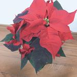#サクシア #植物長持ちサポート #monipla #hakusan_fanポインセチア✨クリスマスにぴったりですね🎄のInstagram画像