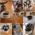 ごはんお試しちうなのら#miniatureschnauzer #dogfood#schnauzers #わんこごはん#ドッグフード #fanima #ファニマル #リズ&hellip;のInstagram画像