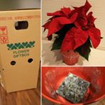 頻繁に水をやらなくても枯れない?そんなポインセチアをいただきました✨一気にクリスマス感が🤗#サクシア #植物長持ちサポート #monipla #hakusan_fan #ポインセチア #ク&hellip;のInstagram画像