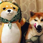 ほんやら堂様から、柴ずきんのぬいぐるみが当選しました！😭✨.思ってたより大きくて届いた時、びっくりー！💕ぬいぐるみから、ゆず🍊の香りもするから、とっても癒されます🎵.そして、飼って&hellip;のInstagram画像