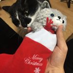 皆さん～あかねでーーす❗️今日はね～@marychocolate.jp様から頂いた[ブーティーキトゥン]猫とチョコレートでクリスマス気分満点になったので、🍫💓みんなにもぜひクリスマス気分に&hellip;のInstagram画像