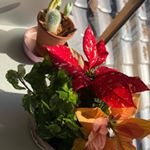 ポインセチア陽の当たる所で生き生きとしています❣️ミニサイズで可愛い❤️只今モニター中#サクシア #植物長持ちサポート #monipla #hakusan_fanのInstagram画像