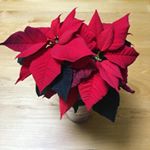 ポインセチアが我が家に来て一ヶ月経ちました！まだまだ元気です🌱💕.昼間は時間があるときは陽のあたる場所に置いて、それ以外はリビングに飾っています😊仕事で出かけるときはずっとリビングです&hellip;のInstagram画像