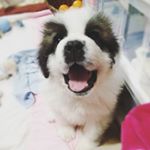 夢の中でもいいから、ココにもう一度会いたいです。そして、ぎゅっと抱き締めたい。謝りたい。大好きだよと伝えたいです。#愛の木に願いを #メリーチョコレート #monipla #mary_fanのInstagram画像