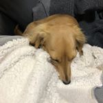 いつまでもこの子といられますよーに！彼といつまでも仲良くいられますよーに！#愛の木に願いを #メリーチョコレート #monipla #mary_fanのInstagram画像