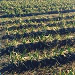 前の現場のご近所さんが、畑においでコールをくれたので朝の畑で、収穫ナマハ！#Tie2PLUS #タイツープラス #Tie2 #タイツー #毛細血管 #サプリメント #エイジングケア #アン&hellip;のInstagram画像